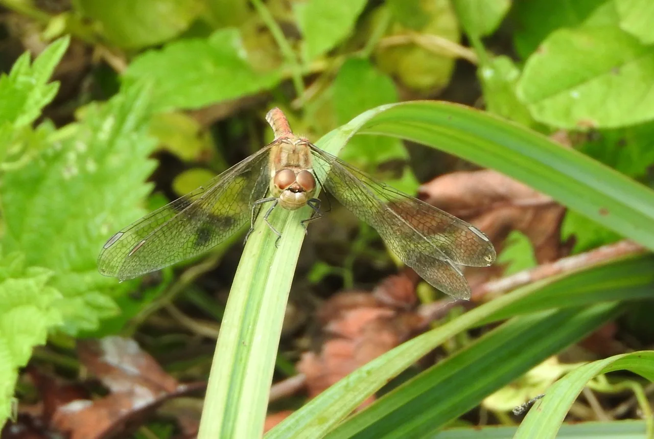Dragonfly perched on a twig