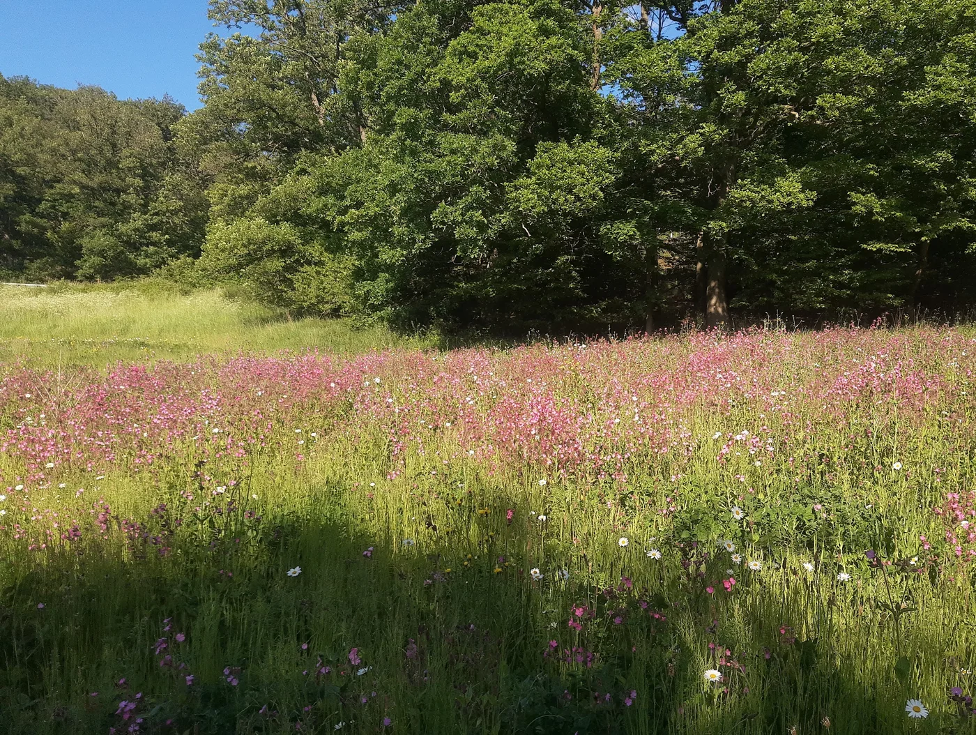 Wildflower meadow — sourced example photograph